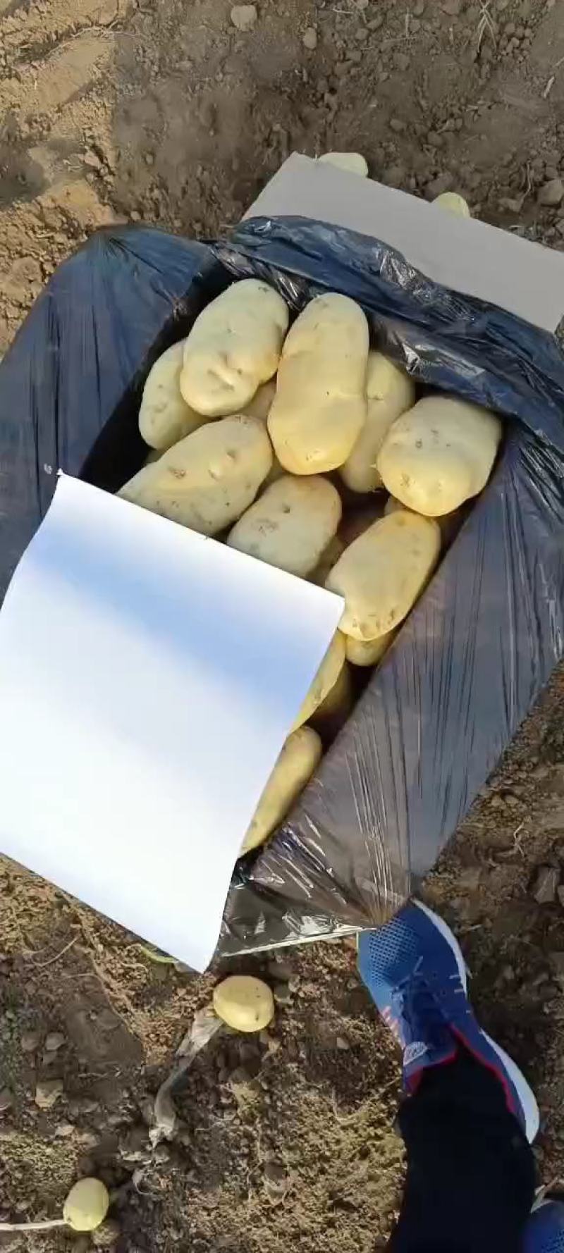 荷兰十五土豆马铃薯一件代发商超市场产地直发价优