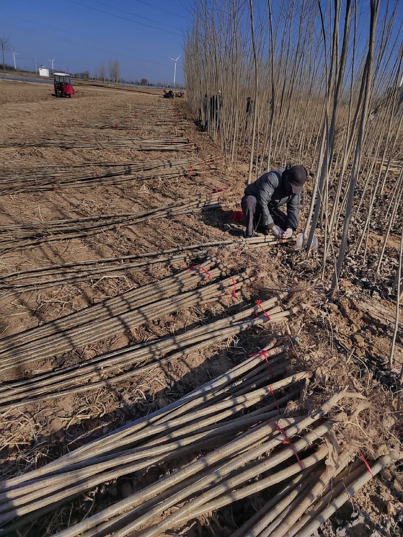 107速生杨树苗，杨树苗基地直销，规格齐全，现挖现发货