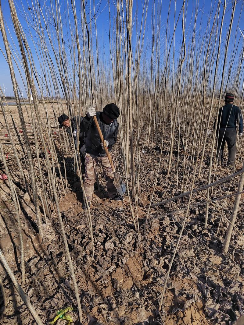 107速生杨树苗，杨树苗基地直销，规格齐全，现挖现发货