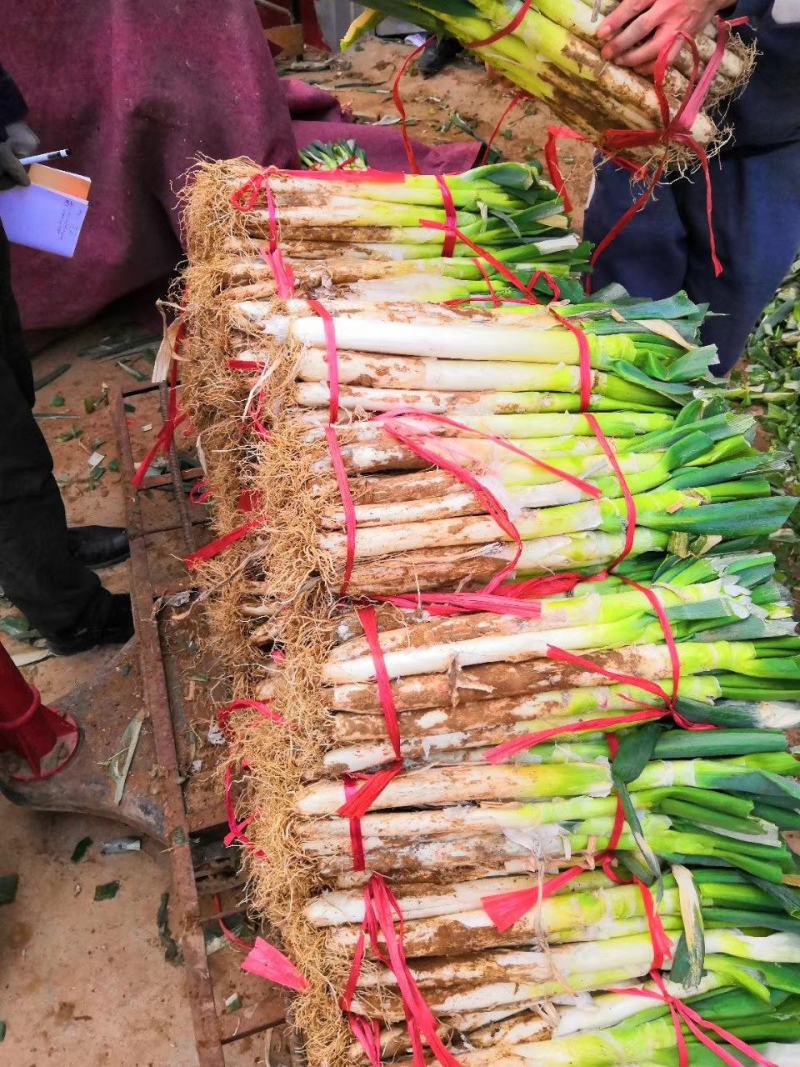 铁杆大葱毛葱2cm左右30~40cm