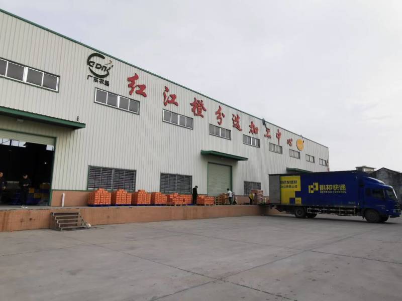 正宗红江橙廉江红江农场红江橙，量大从优