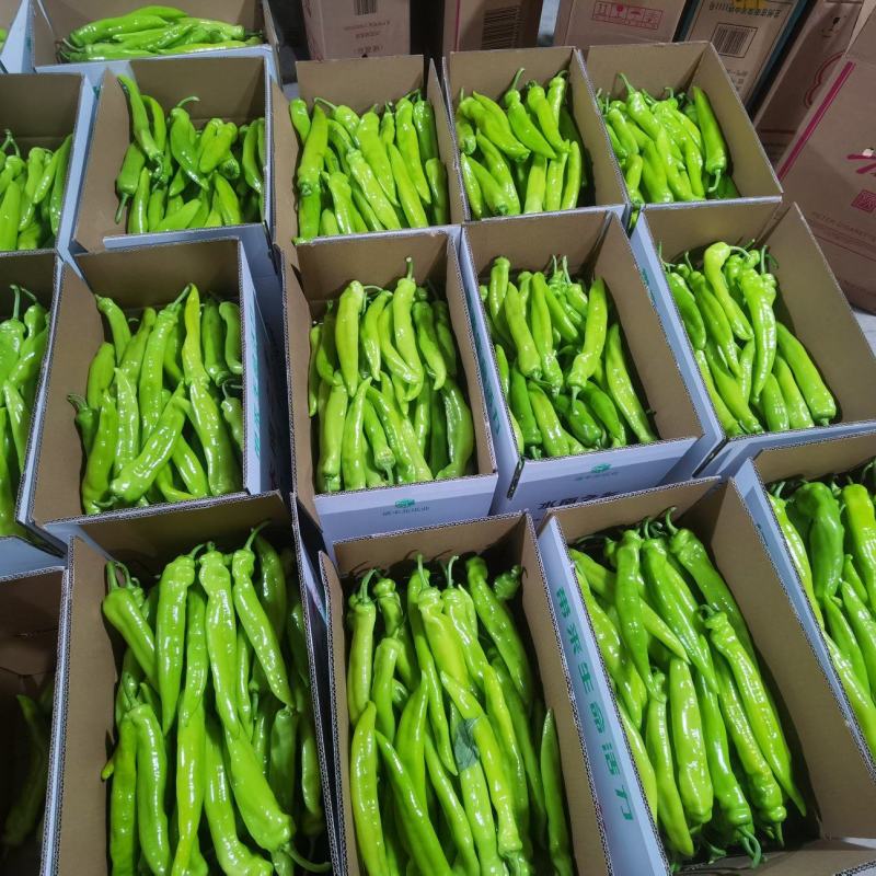 黄皮椒尖椒牛椒797851389品种大量上市