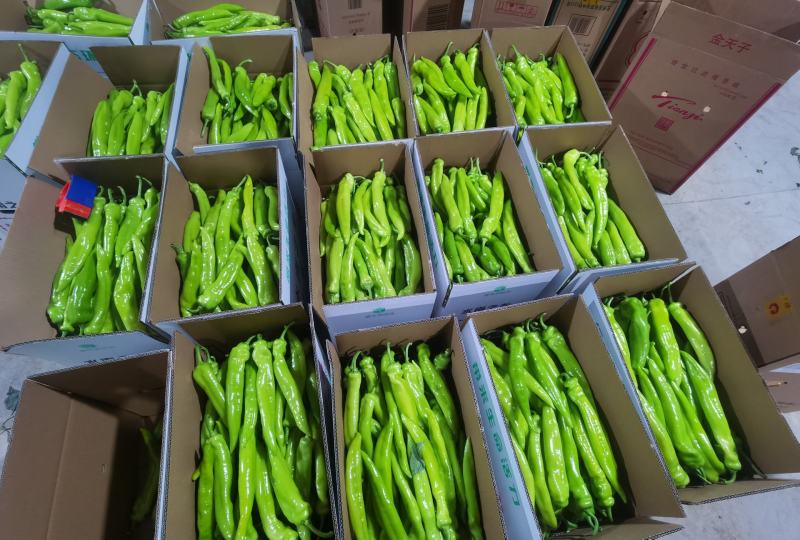 黄皮椒尖椒牛椒797851389品种大量上市
