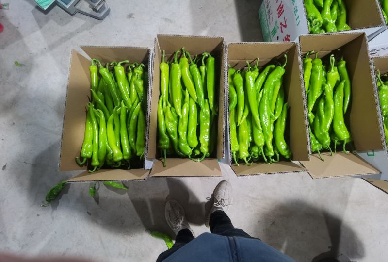 黄皮椒尖椒牛椒797851389品种大量上市