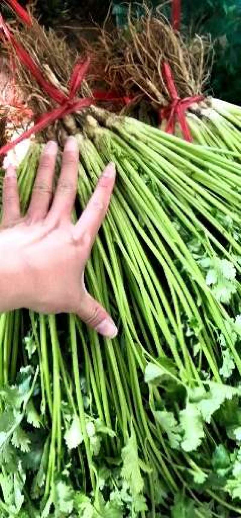 铁杆青香菜小叶香菜大叶香菜加工厂商超电商货产地直发发货快