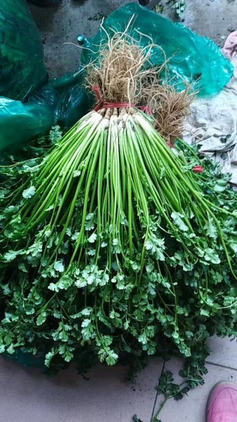 铁杆青香菜小叶香菜大叶香菜加工厂商超电商货产地直发发货快