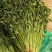 铁杆青香菜小叶香菜大叶香菜加工厂商超电商货产地直发发货快