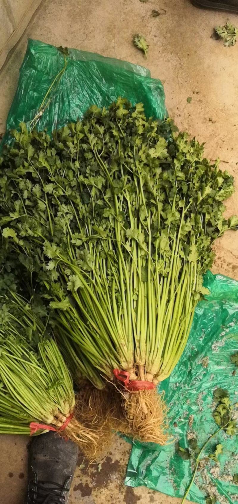 铁杆青香菜小叶香菜大叶香菜加工厂商超电商货产地直发发货快
