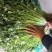 铁杆青香菜小叶香菜大叶香菜加工厂商超电商货产地直发发货快
