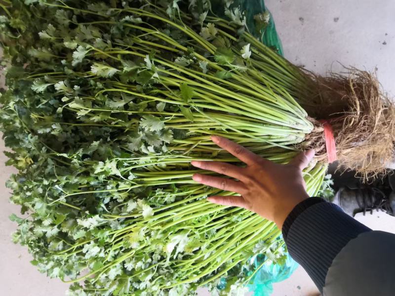 铁杆青香菜小叶香菜大叶香菜加工厂商超电商货产地直发发货快