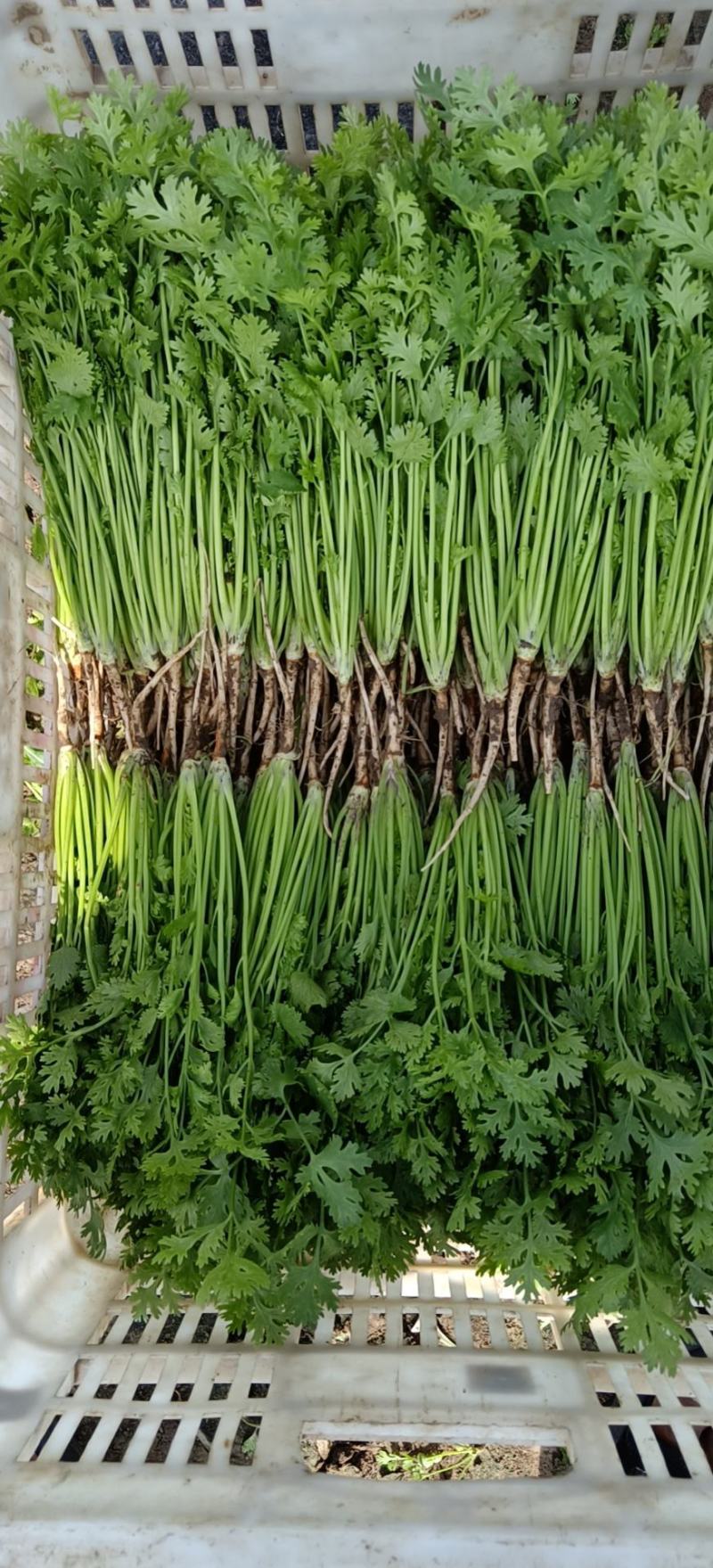 铁杆青香菜小叶香菜大叶香菜加工厂商超电商货产地直发发货快