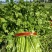 铁杆青香菜小叶香菜大叶香菜加工厂商超电商货产地直发发货快