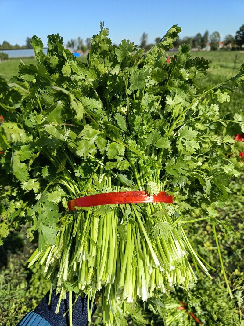 铁杆青香菜小叶香菜大叶香菜加工厂商超电商货产地直发发货快