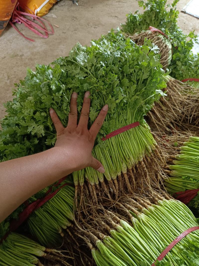 铁杆青香菜小叶香菜大叶香菜加工厂商超电商货产地直发发货快