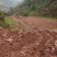 乡村山区林地出租