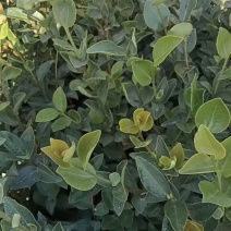 江西省油茶苗基地长林系油茶杯苗，裸根苗，证件齐全
