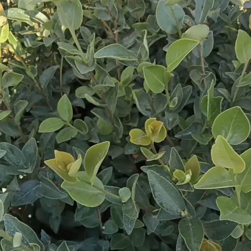 江西省油茶苗基地长林系油茶杯苗，裸根苗，证件齐全