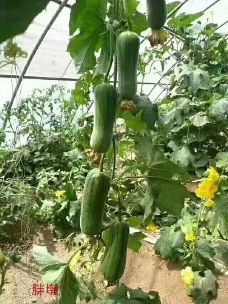 胖墩肉丝瓜种子特早熟结瓜多短棒形，微甜胖丝瓜种子基地专用