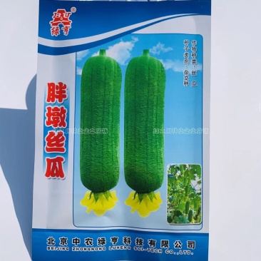 胖墩肉丝瓜种子特早熟结瓜多短棒形，微甜胖丝瓜种子基地专用
