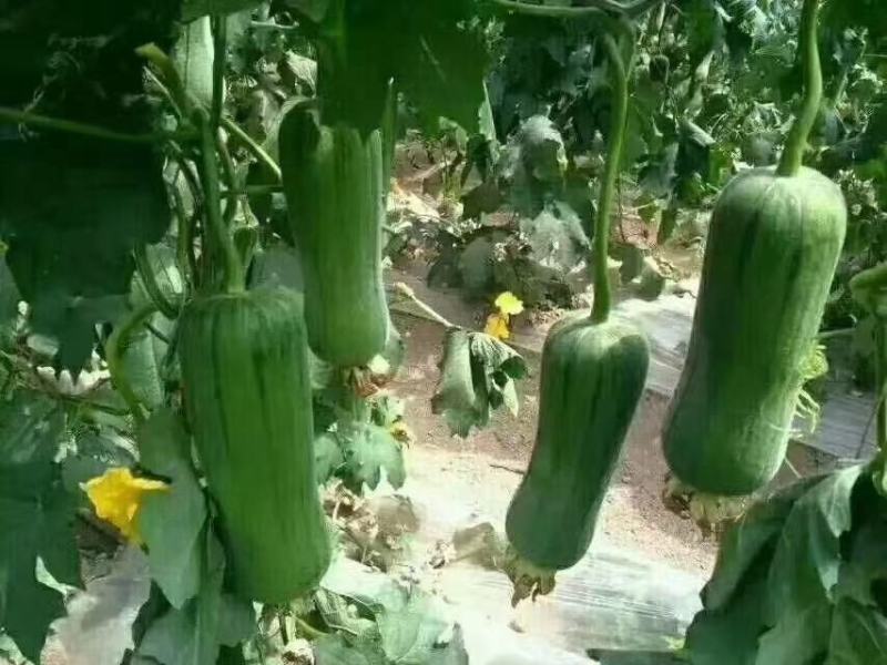 胖墩肉丝瓜种子特早熟结瓜多短棒形，微甜胖丝瓜种子基地专用