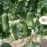 胖墩肉丝瓜种子特早熟结瓜多短棒形，微甜胖丝瓜种子基地专用