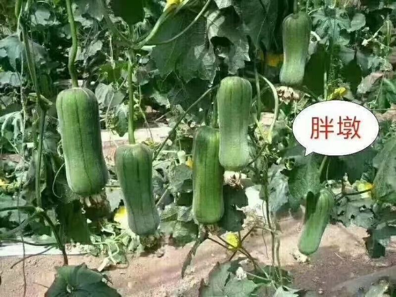 胖墩肉丝瓜种子特早熟结瓜多短棒形，微甜胖丝瓜种子基地专用