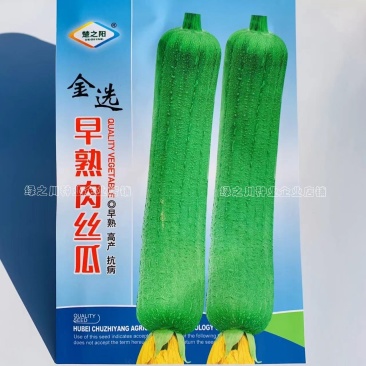 早熟肉丝瓜种子肉质肥嫩纤维少耐老化，大田用种