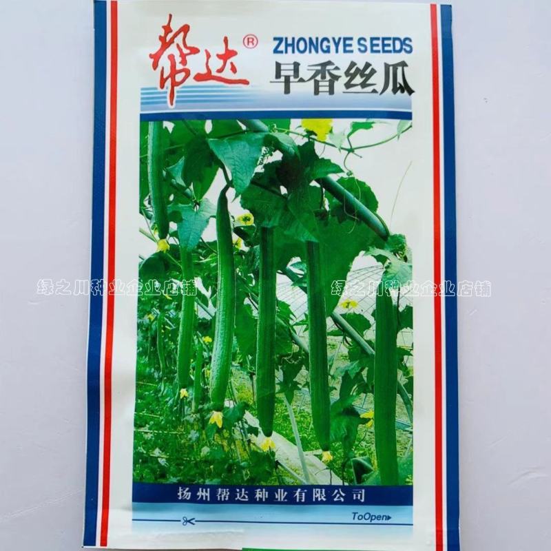 帮达早香丝瓜种子耐低温耐弱光一代杂交长条丝瓜种子抗病