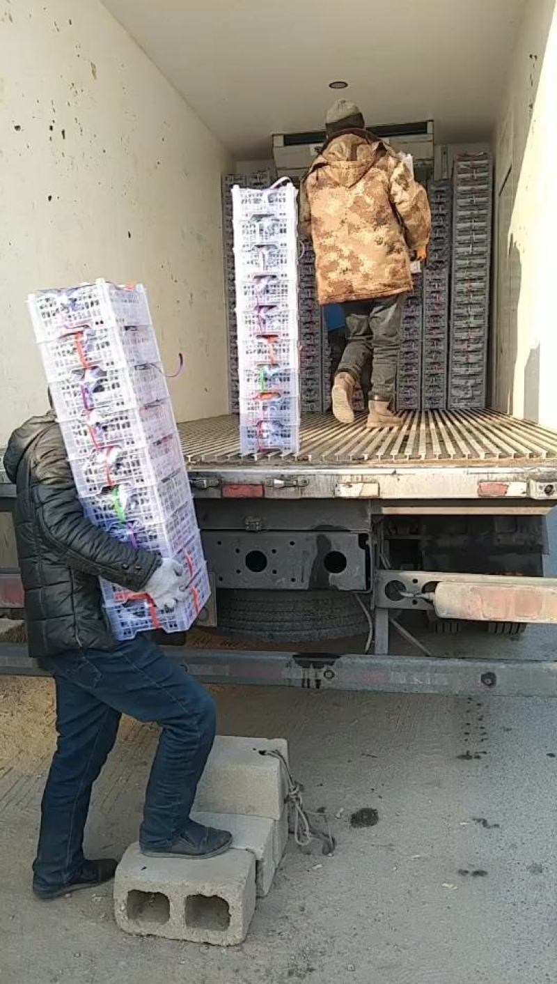 辽宁锦州北镇精品五斤白盒纯四串粒大灰好，5元一箱