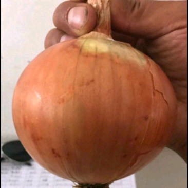 优质黄皮洋葱，产地直销，量大从优，欢迎选购
