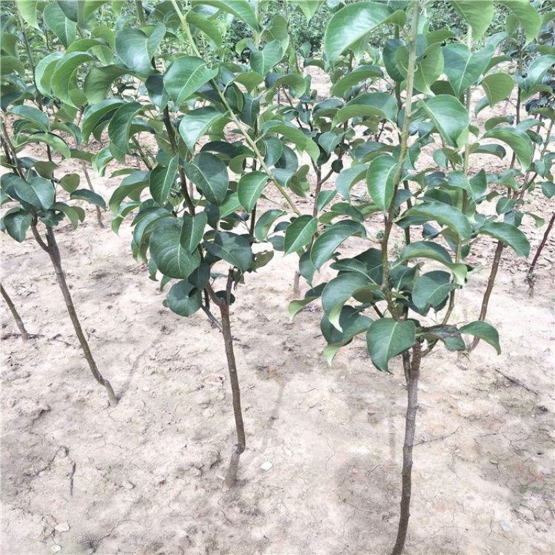 秋月梨树苗基地现挖现发无黑根无根瘤带合同发货