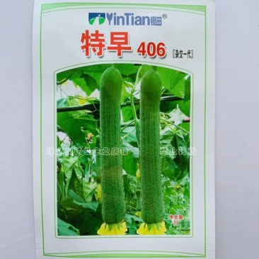 特早406杂交一代丝瓜种子特早熟有瓜香，好去皮，味微甜