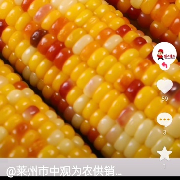 五彩甜糯玉米