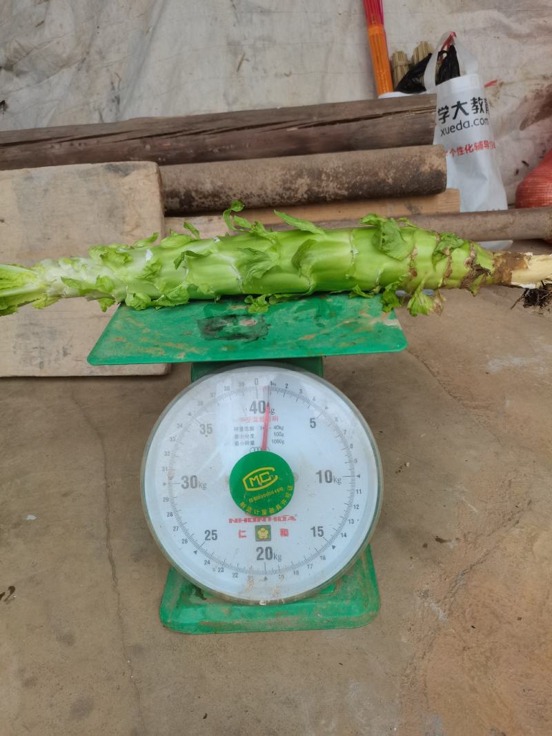 云南莴苣紫叶香莴笋大量上市支持代发视频看货欢迎采购