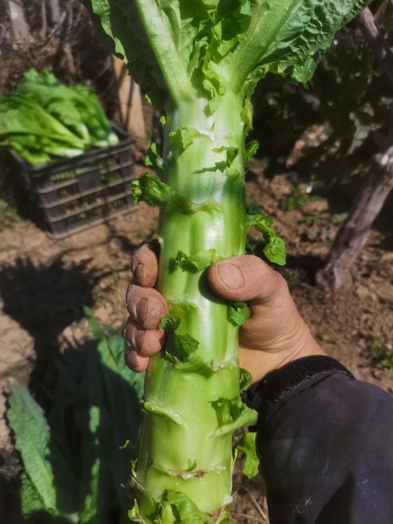 云南莴苣紫叶香莴笋大量上市支持代发视频看货欢迎采购