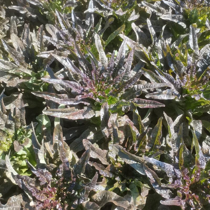 云南莴苣紫叶香莴笋大量上市支持代发视频看货欢迎采购