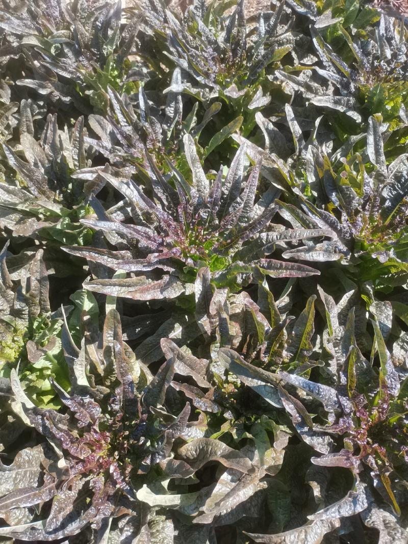 云南莴苣紫叶香莴笋大量上市支持代发视频看货欢迎采购