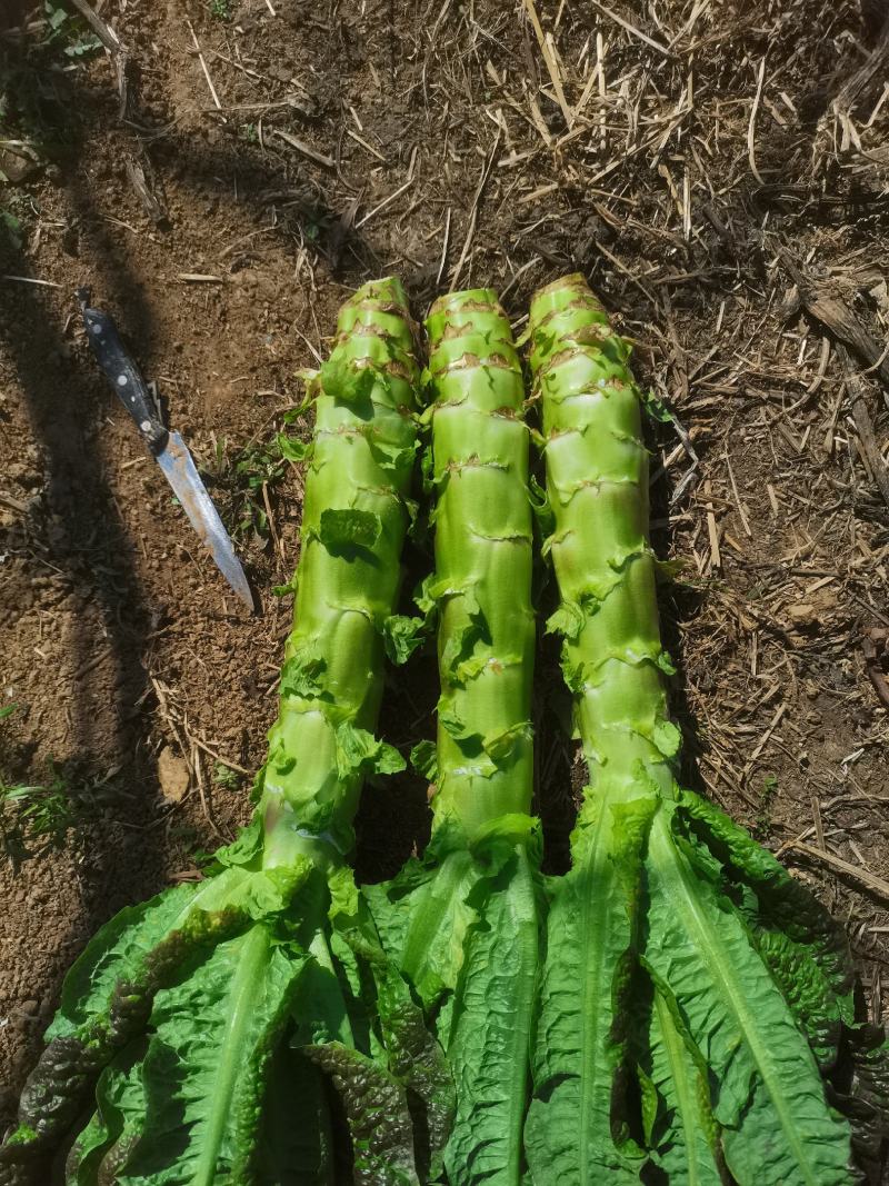 云南莴苣紫叶香莴笋大量上市支持代发视频看货欢迎采购