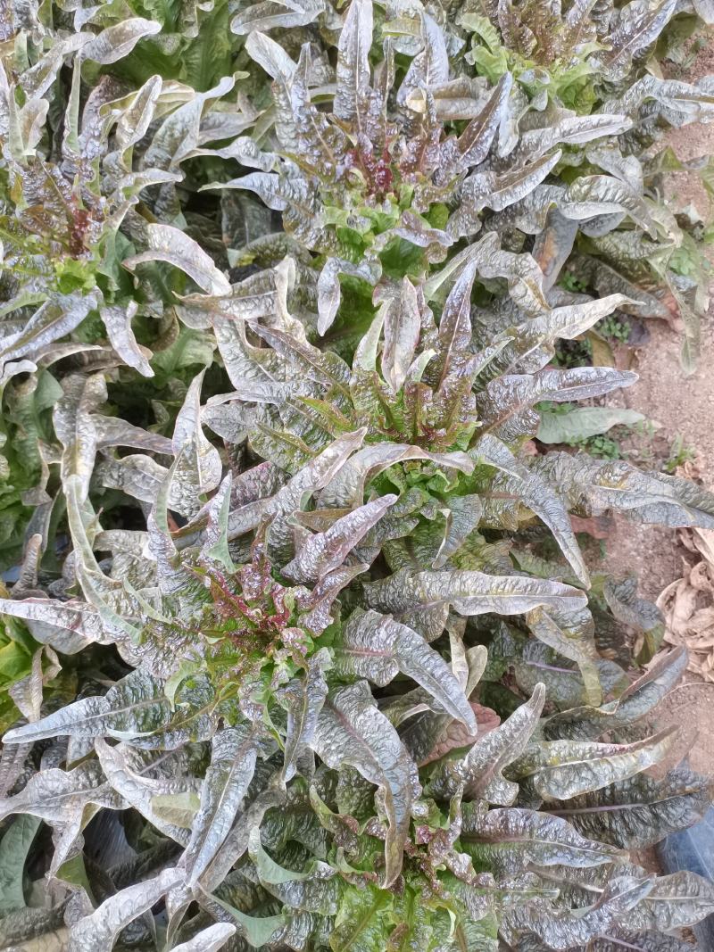 云南莴苣紫叶香莴笋大量上市支持代发视频看货欢迎采购