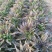 云南莴苣紫叶香莴笋大量上市支持代发视频看货欢迎采购