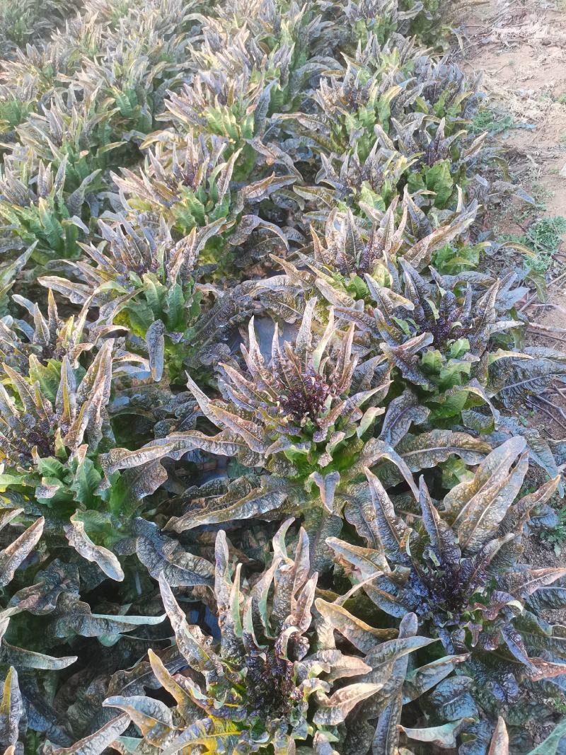 云南莴苣紫叶香莴笋大量上市支持代发视频看货欢迎采购