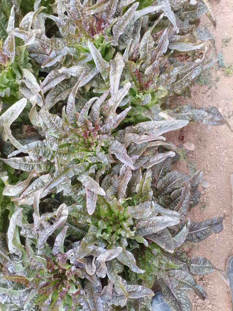 云南莴苣紫叶香莴笋大量上市支持代发视频看货欢迎采购