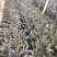云南莴苣紫叶香莴笋大量上市支持代发视频看货欢迎采购