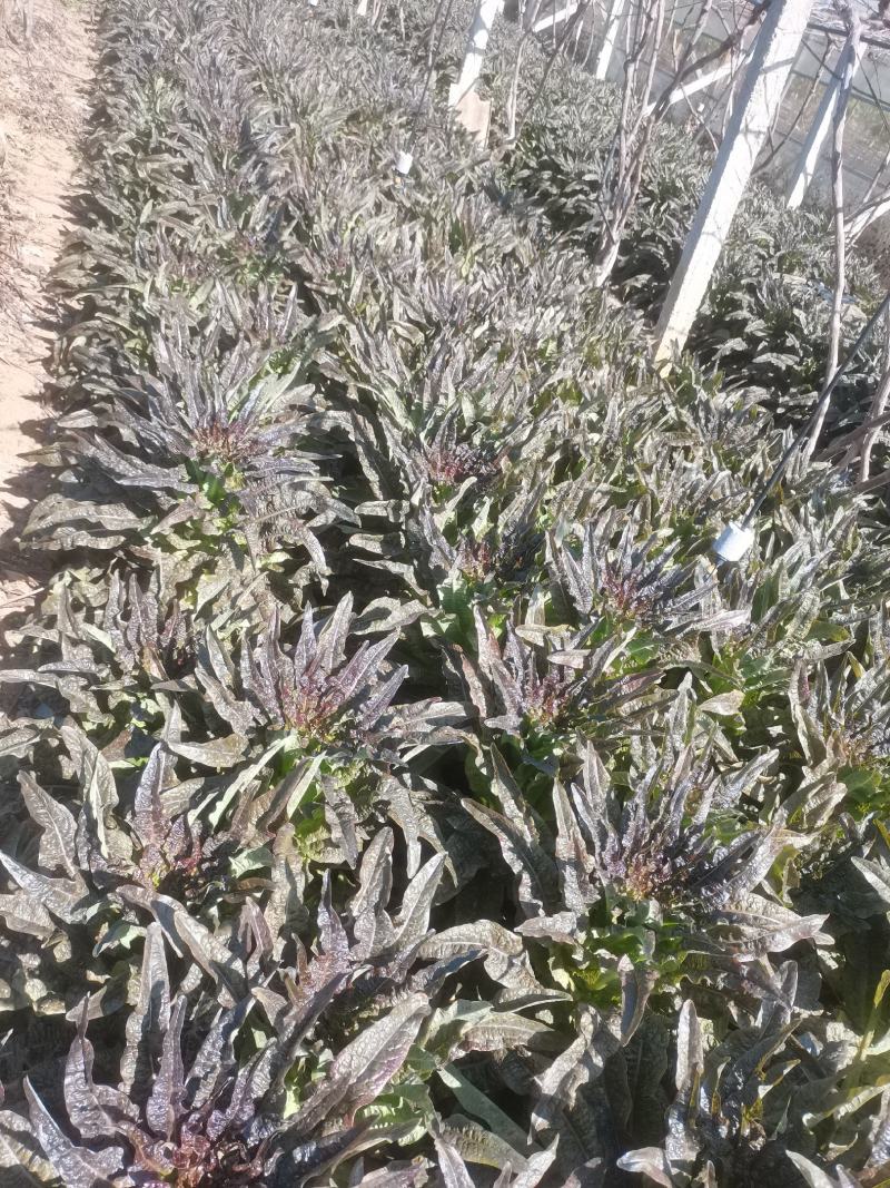 云南莴苣紫叶香莴笋大量上市支持代发视频看货欢迎采购