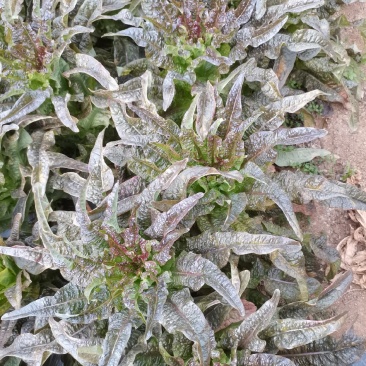 云南莴苣紫叶香莴笋大量上市支持代发视频看货欢迎采购