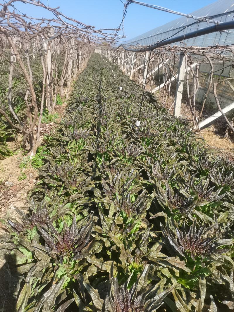 云南莴苣紫叶香莴笋大量上市支持代发视频看货欢迎采购