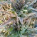 云南莴苣紫叶香莴笋大量上市支持代发视频看货欢迎采购