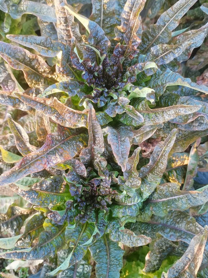 云南莴苣紫叶香莴笋大量上市支持代发视频看货欢迎采购