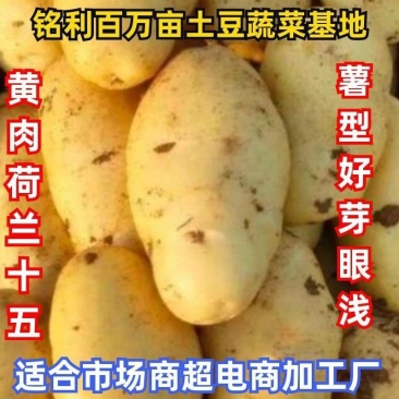 精品黄心土豆:荷兰十五，希森6号，沃土五号，v7实验1号