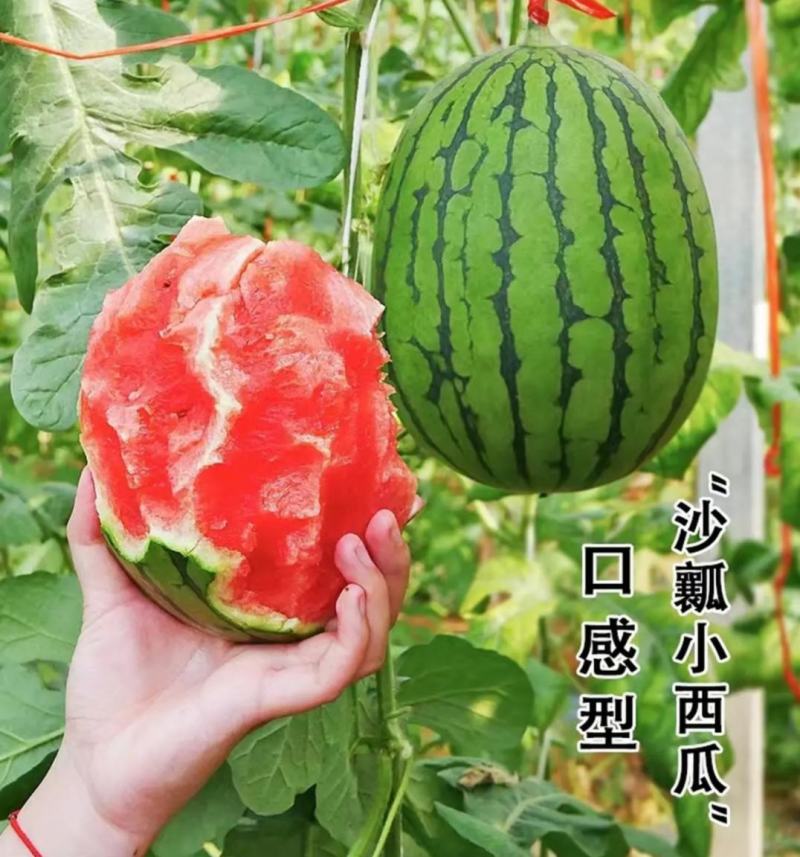 新货2k吊西瓜大量供应山东产地批发可视频一条龙服务